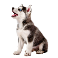 An agile Siberian Husky puppy howling with bright blue eyes png