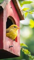 Yellow Bird in a Red Wooden Birdhouse photo