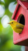 A Vibrant Yellow Bird in a Red Birdhouse photo