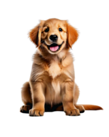 An agile puppy golden retriever sitting and waiting for owner. png