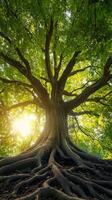 Majestic Tree with Extensive Roots - A Symbol of Nature's Grandeur photo