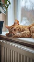 Ginger Cat Napping on a Warm Windowsill photo