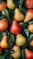 A Bountiful Harvest of Pears Fresh, Ripe, and Ready to Eat photo