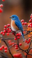 Stunning Blue Bird Perched on Autumn Berries photo