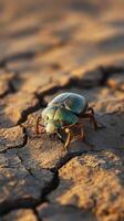 Close Up of a Metallic Green Beetle on Cracked Earth photo