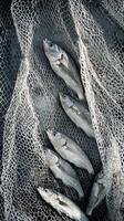 Fresh Fish Catch in a Fishing Net photo