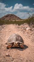 Grand tortoise roaming through the desert terrain photo