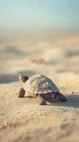 Desert Tortoise in the Golden Hour photo