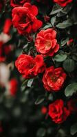 Beautiful red roses in a vibrant garden photo