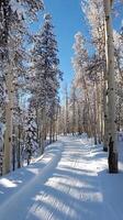 Frozen forest path in winter season photo