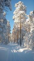 Winter wonderland with snowy forest path photo
