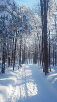 Snowy Forest Path Winter Wonderland Scenery photo