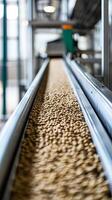 Conveyor Belt Carrying Grain in a Food Processing Factory photo