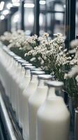 Milk Bottles on a Conveyor Belt in a Dairy Factory photo