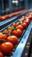 Ripe Tomatoes on a Conveyor Belt A Glimpse into Food Production photo