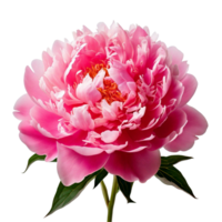 A pink peony in full bloom with soft, many layered petals png