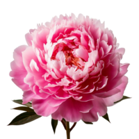 A bunch of pink peony in full bloom with soft, layered petals png