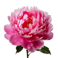 A pink peony in full bloom with soft, layered petals png