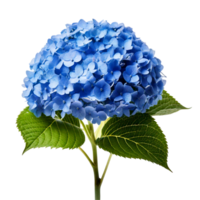 A blue hydrangea cluster with tiny blossoms png
