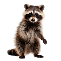 A tiny raccoon standing with its paws out, looking mischievous png
