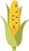 Yellow corn cob with green husk and black kernels in minimal flat design art vector