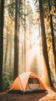 Bright morning light shines through tall trees onto a vibrant camping tent in a peaceful forest photo
