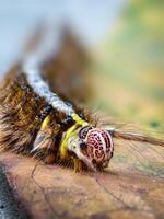 Close-Up of a Colorful Caterpillar on a Leaf Highlighting Vibrant Patterns and Hairs. photo