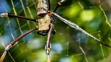Close-Up of a Spider on Its Web with Dew Drops in a Serene Natural Setting photo