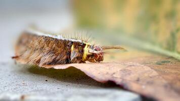 Close-Up of a Colorful Caterpillar on a Leaf Highlighting Vibrant Patterns and Hairs, photo