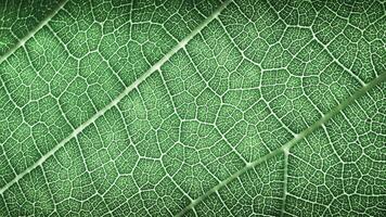 A CloseUp of a Beautiful Green Leaf Showcasing Its Intricate and Detailed Veins Structure photo