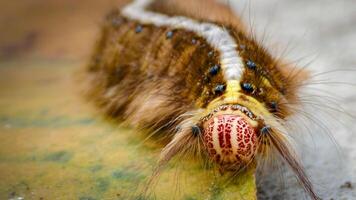Close-Up of a Colorful Caterpillar on a Leaf Highlighting Vibrant Patterns and Hairs photo