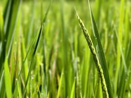Close-Up of Green Rice Plants with Dew Drops in a Vibrant Field. photo