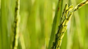 Close Up of Green Rice Plants with Dew Drops in a Vibrant Field, photo