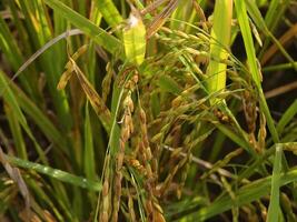 Close-Up of Green Rice Plants with Dew Drops in a Vibrant Field,.. photo