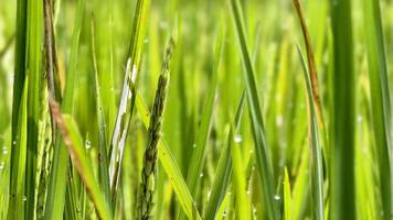 Close Up of Green Rice Plants with Dew Drops in a Vibrant Field. photo