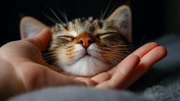A cat peacefully resting in a hand, showcasing tranquility and affection. pet animal bonding photo