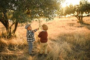 Sunset casts a nostalgic glow on boys collecting olives in a rustic grove. photo