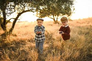 Brothers gathering olives from ancient trees, their hands full, light softly faded photo