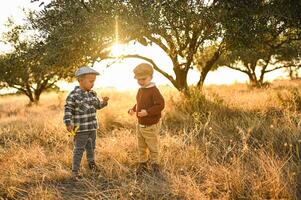 Two little boys crouch beneath an olive tree, their hands stained with fruit and sunlight. photo