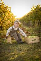 In the warm light of day, a boy explores the details of green grapes with a magnifying glass, sitting next to full crates. photo