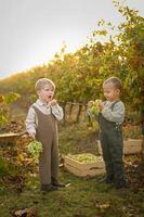Surrounded by vineyard rows, the boys rest beside baskets of grapes, examining the juicy clusters in their hands. photo