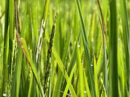 Close-Up of Green Rice Plants with Dew Drops in a Vibrant Field,, photo