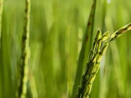 Close Up of Green Rice Plants with Dew Drops in a Vibrant Field photo