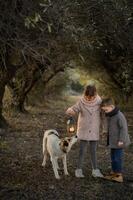 In a storybook-like forest, two kids and their dog follow the lanterns glow through a tunnel of trees. photo