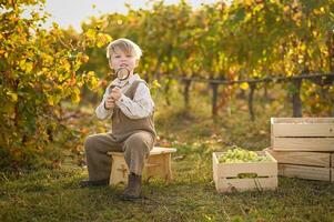 A young boy sits in a vineyard beside crates of green grapes, examining a grape through a magnifying glass. photo