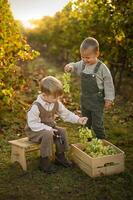 The boys, seated on the ground in a grape field, playfully hold bunches of grapes beside full baskets. photo