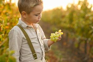 A young boy stands in the middle of a vineyard, holding a bunch of grapes with a curious smile. photo