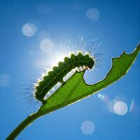 Caterpillar on Leaf Backlit Against Blue Sky photo