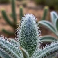 Macro of Fractal Patterns on a Brittlebush Leaf photo