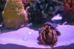 hermit crab sits on soft white sand under the water in an aquarium adorned with a variety of colorful corals photo